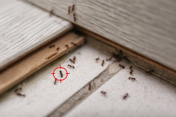 Best Commercial Pest Control Services  in Annandale, MN