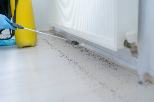 Best Best Pest Control Companies  in Annandale, MN