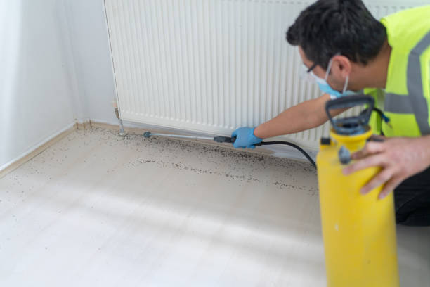 Best Wasp Removal Services  in Annandale, MN
