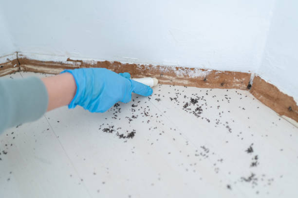 Best Cockroach Control Services  in Annandale, MN